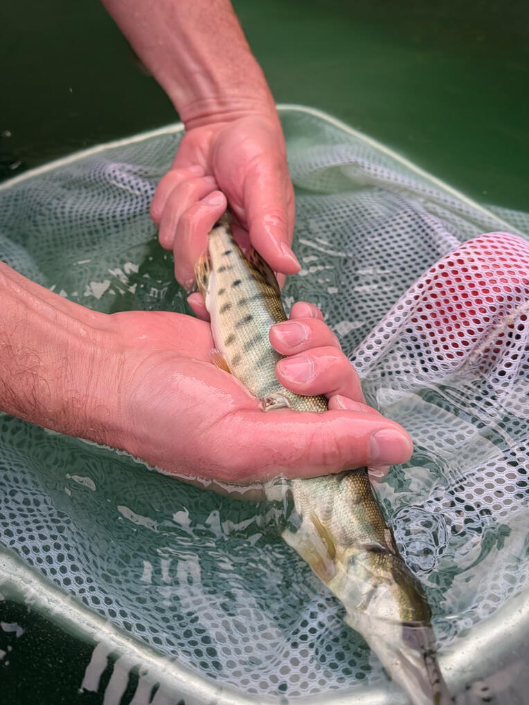 Support Stocking Helper Vilas and Onieda County Musky Fund
